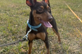 Miniature Pinscher