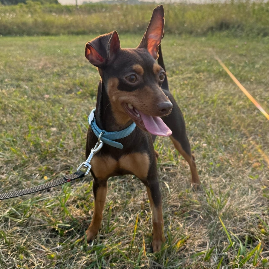 Miniature Pinscher