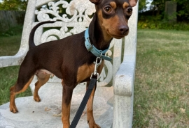 Miniature Pinscher