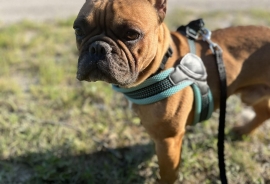 French Bulldog