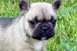 French Bulldog