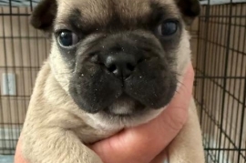 French Bulldog