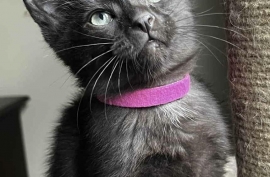 Domestic Short Hair Domestic Short Hair