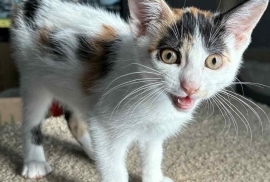 Calico