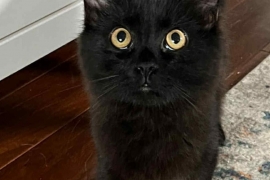 Domestic Medium Hair