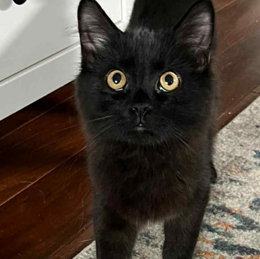 Domestic Medium Hair