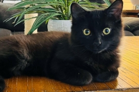 Domestic Medium Hair