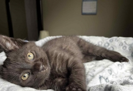 Domestic Short Hair Domestic Short Hair