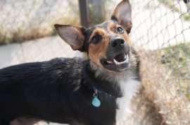 Australian Kelpie