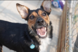 Australian Kelpie