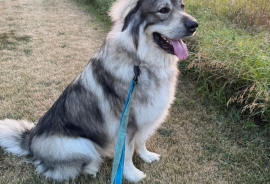 Caucasian Sheepdog / Caucasian Ovtcharka