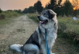 Caucasian Sheepdog / Caucasian Ovtcharka