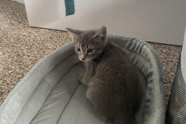 Domestic Short Hair Domestic Short Hair