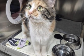 Domestic Medium Hair