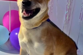 Carolina Dog