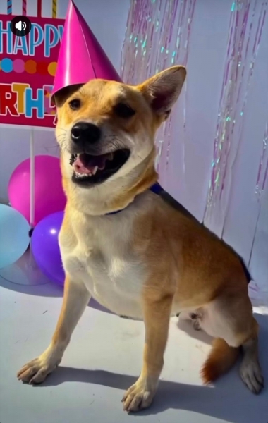 Carolina Dog