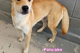 Carolina Dog