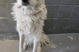 Great Pyrenees