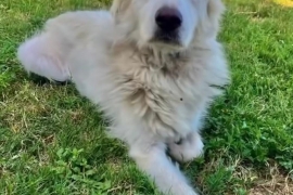 Great Pyrenees