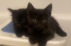 Domestic Medium Hair