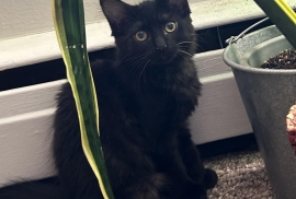 Domestic Medium Hair