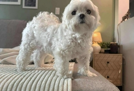 Maltese