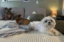Maltese