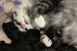 Domestic Medium Hair