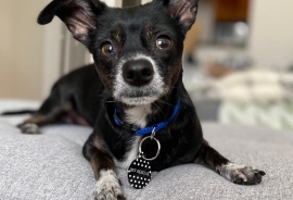 Chihuahua