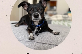Chihuahua