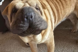 Shar-Pei