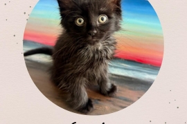 Domestic Medium Hair