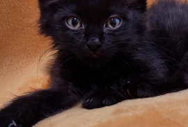 Domestic Medium Hair