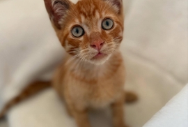 Domestic Medium Hair