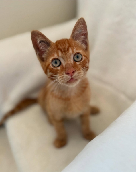 Domestic Medium Hair