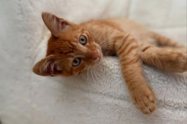 Domestic Medium Hair Domestic Medium Hair