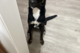 Shepherd