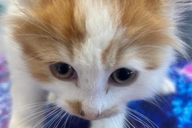 Domestic Medium Hair Domestic Medium Hair