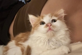 Domestic Medium Hair