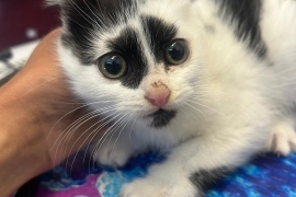 Domestic Medium Hair