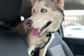 Husky Husky