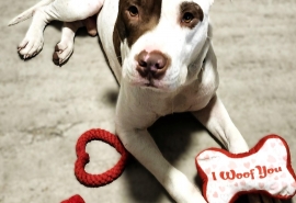 American Staffordshire Terrier