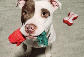 American Staffordshire Terrier American Staffordshire Terrier