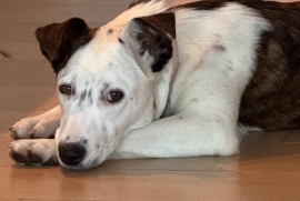 Australian Cattle Dog / Blue Heeler