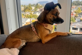 Miniature Pinscher