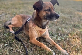Miniature Pinscher