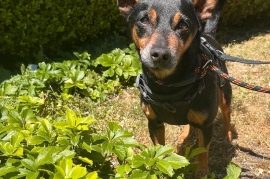 Miniature Pinscher