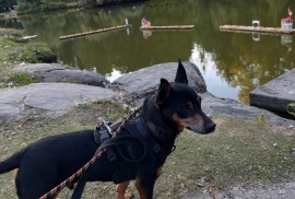 Miniature Pinscher