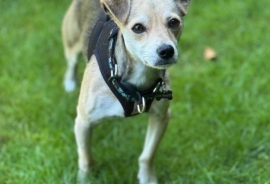 Chihuahua