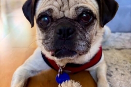 Pug